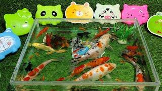 Unboxing Ikan Hias Dalam Kotak Warna Warni, Ikan Glofish cantik, Ikan Mas Koki, Ikan Lele, Ikan Koi