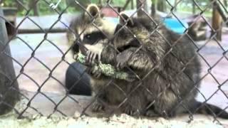 VOTE DAILY for Hope for Wildlife!