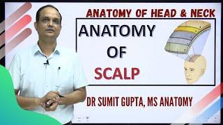 SCALP : ANATOMY