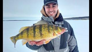 Devils Lake Perch Tips for Success (Ice Fishing)