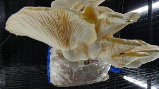 Veiled Oyster Pleurotus Dryinus