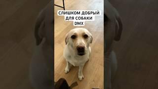 Слишком добрый для собаки DMX … белый милый лабрадор