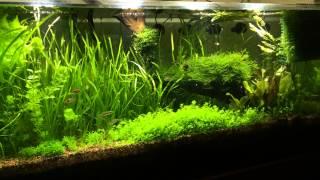 150g Planted Aquarium