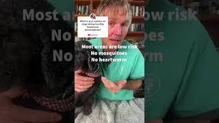 Is Heartworm Medicine for Dogs Necessary?