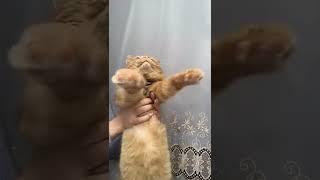 #animals #cat #shorts