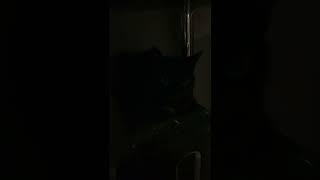 Cat pc