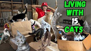 15 cats | outdoor catio cleaning | kittens unboxing