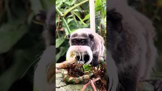 This tiny’grandpa’monkey is only one year old! #animal #cuteanimals