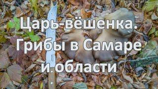 Нашёл в лесу огромную ЦАРЬ ВЕШЕНКУ  (устричный гриб). Грибная охота в Самаре и Самарской области