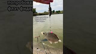 Жиза?! #рыбалка #funny #fish #fishing #рыба #карась #рыбалка