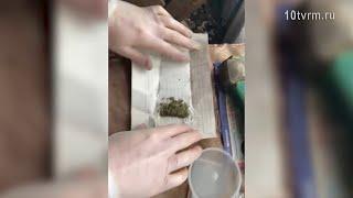 Урожай конопли в огороде | Cannabis harvest in the garden