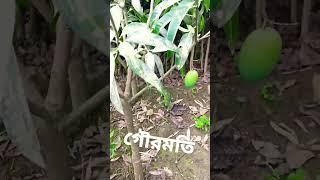 না দেখলে বিশ্বাস করতে পারবেননা এতোটুকু একটা গাছে কতগুলো আম ধড়ছে।#আম #গাছ #বারমাসি  #shortvideo