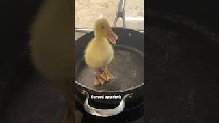 Making breakfast with a duck  #duck #dog #animals #shorts