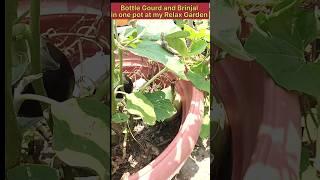 Bottle Gourd And Brinjal in My relax garden #shortvideo #ytshorts  #terracegarden