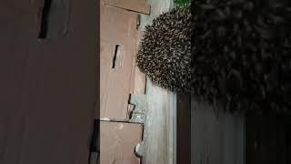 Радости частного дома