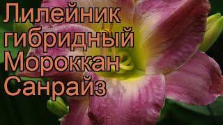 Лилейник гибридный Мороккан Санрайз  обзор: как сажать, рассада лилейника Мороккан Санрайз