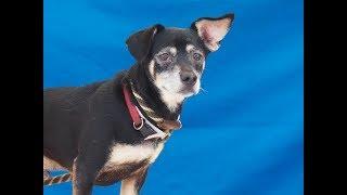 ADOPTED! A4453679 Clover | Chihuahua