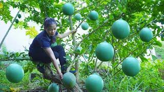 Harvesting Money - Growing Vegetables, Raising Fish, and Selling at Market - Thanh Farm