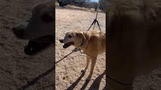 Camp dog #camping