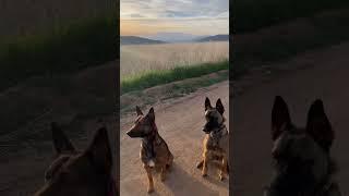 The 2 Things That Saved My Life. #shorts #dog #belgianmalinois #sunset #therapy #trending #puppy