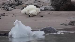 Polar bear starving to death during glacier calving