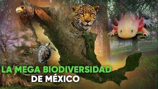 MÉXICO UN PAÍS MEGADIVERSO - MEXICO A MEGADIVERSE COUNTRY -