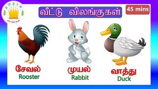 தமிழரசி-வீட்டு விலங்குகள்|Learn Farm animal names in Tamil and English collection for Kids& Children