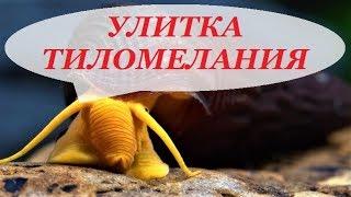 Улитка Тиломелания в аквариуме размножение, содержание, уход.  Tylomelania.