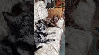 The dog looks very shocked#dog #pet #fyp #foryou #animals