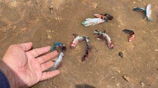 Amazing Fishing Betta in lake, So beautiful betta fish in water come behind my house in rainy season
