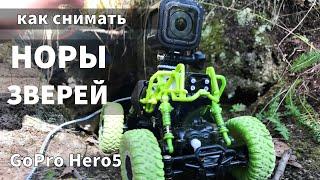 Как снимать видео животных / GoPro и НОРА / REAL animals