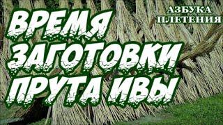  ВРЕМЯ ЗАГОТОВКИ ПРУТА ИВЫ / ЛОЗА  АЗБУКА ПЛЕТЕНИЯ  ПЛЕТЕНИЯ из ЛОЗЫ / WICKERWORK