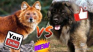 #Красный волк против Кавказской овчарки// Animals Battle//