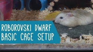 Roborovski Dwarf Hamster: Basic Cage Setup