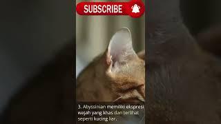 5 FAKTA MENARIK  Tentang Kucing Abyssinian Yang Kita Harus Tahu #shorts