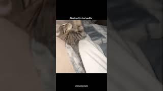Mewing
