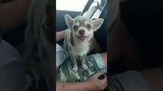 Рич Чихуахуа после рабочего дня #chihuahua