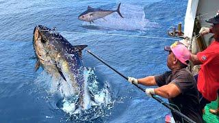 Crossing 800KM！Bluefin Tuna Catching & Cutting Master, World's Finest Bluefin Tuna, Sashimi