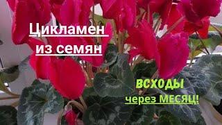  Цикламен из семян  Всходы через МЕСЯЦ!  Часть 2