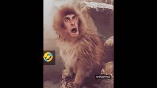 Funny Animals #funny #funnyanimal #funnyaction #funnymonkey #funnygoat #funnyvideo #funnyshorts #fun