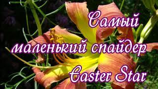 Лилейник Easter Star: самый маленький спайдер