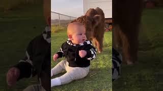 Bebek inek yavrusu