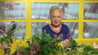 "Зелена планета Земної". Випуск від 16.05.2017
