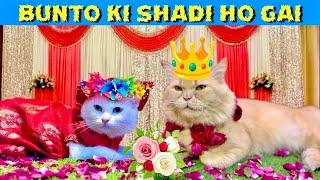 Bunto ki Shadi || Barat Day || First Cat wedding in Pakistan || Hamza Aslam