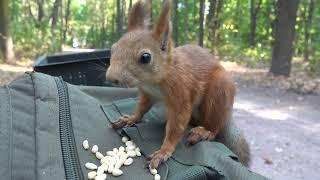 О молодой и неопытной белке / About a young inexperienced squirrel