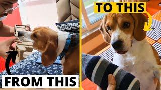 How to Train a Beagle that just won't Listen!