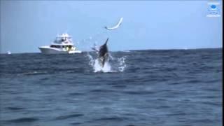 Marlin vs  Dorado