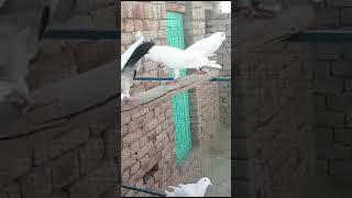 Asif Ali#vlogs #movie #amazing #ad #vlogs