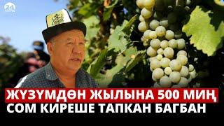 Жүзүм багынан жылына 500 миң сом киреше тапкан баткендик багбан