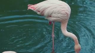 All About Flamingos: Top 8 Facts That Will Surprise You | TheCuriosityLab